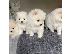 PoulaTo: πομερανός μινι καθαρόαιμα/ Pomeranian Mini